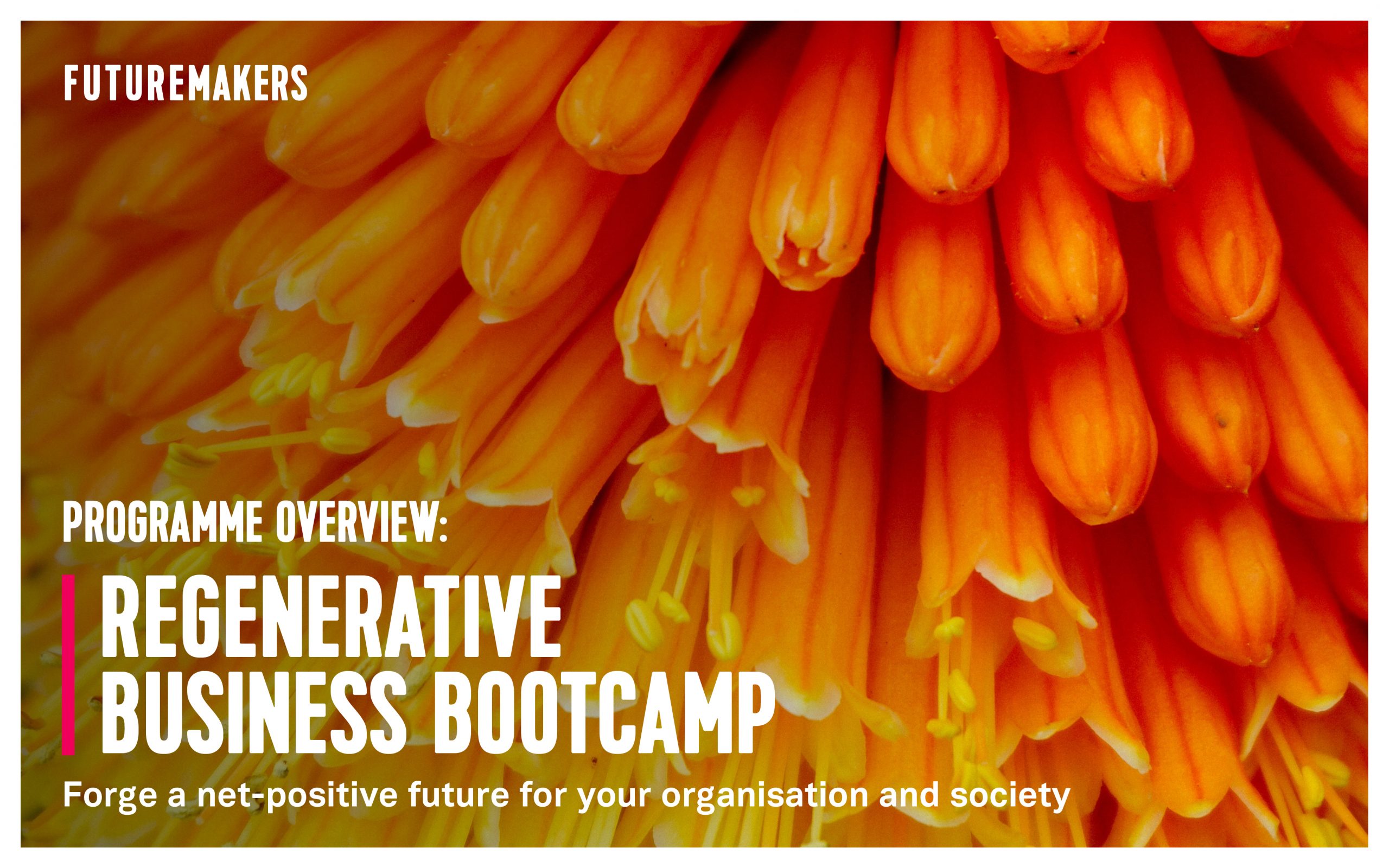 futuremakers-regenerative-business-bootcamp-programme-overview